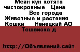 Мейн-кун котята чистокровные › Цена ­ 25 000 - Все города Животные и растения » Кошки   . Ненецкий АО,Тошвиска д.